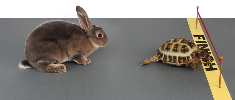 The hare or the tortoise, which is better for weight loss?